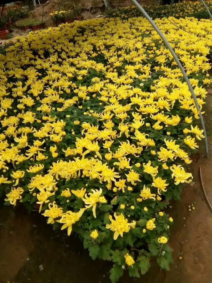 大量供应品种菊花大菊花种植基地批发价格