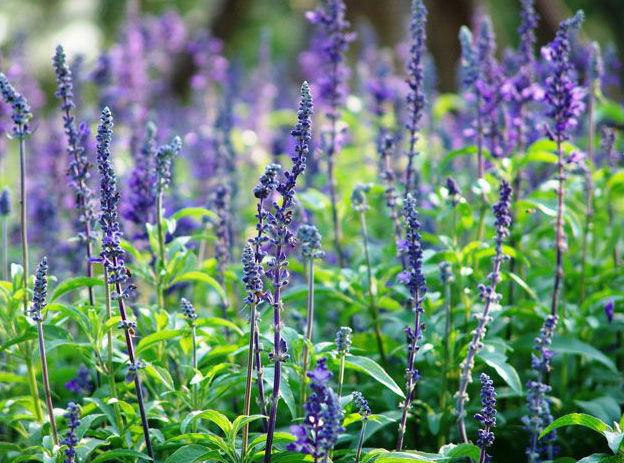 【/花卉指南//山東鼠尾草批發基地/濰坊鼠尾草供應商/】價格,廠家,其