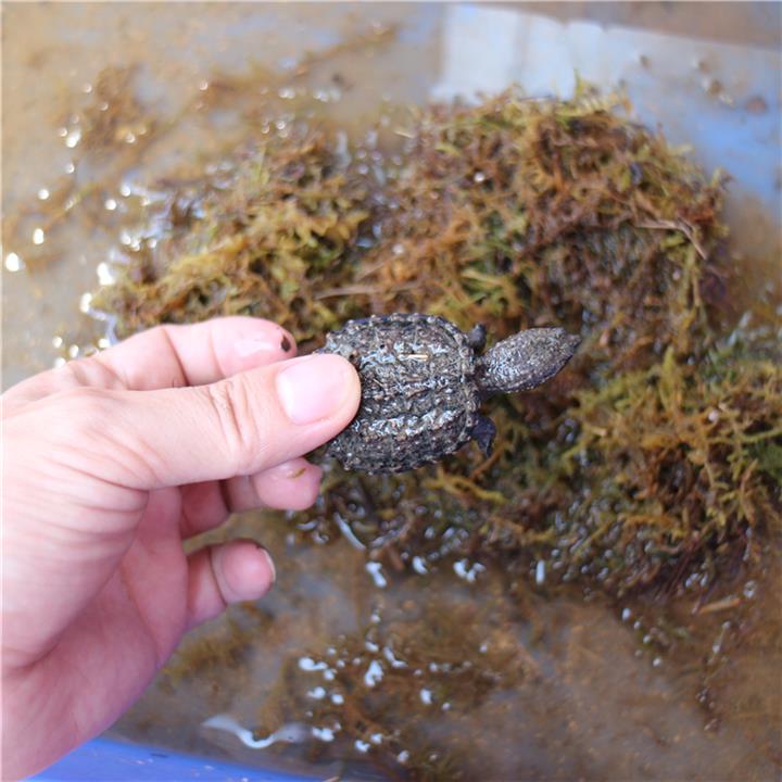 鳄鱼龟苗 小鳄龟苗头苗23公分高成活率